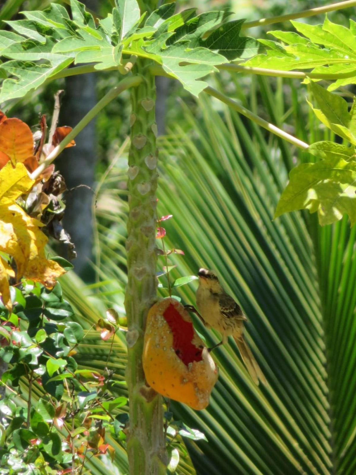 Chale Vista da Mata: Serene Mountain Retreat with Spa and Pet-Friendly Amenities Domingos Martins Room photo