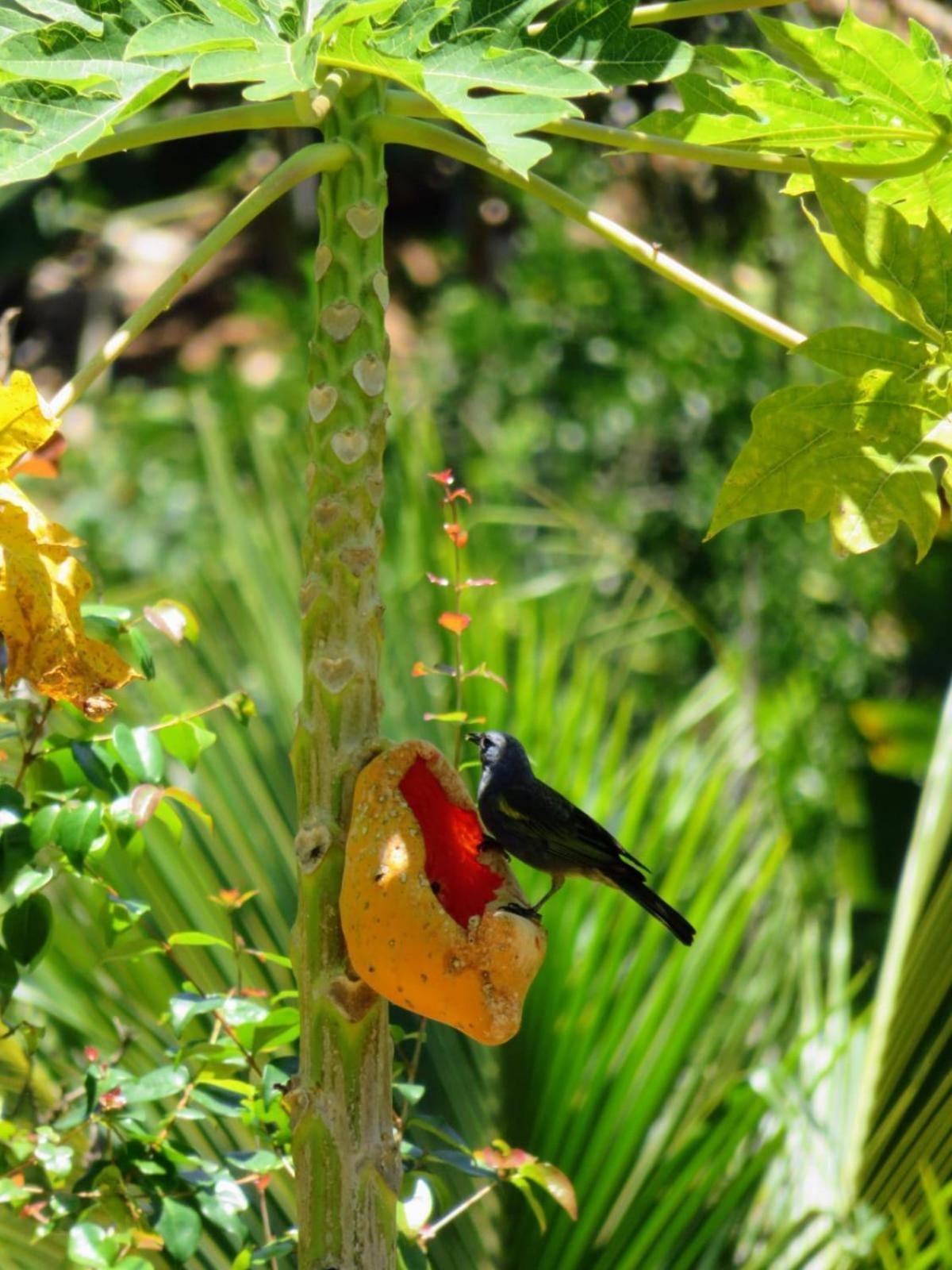 Chale Vista da Mata: Serene Mountain Retreat with Spa and Pet-Friendly Amenities Domingos Martins Room photo